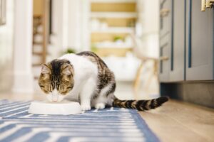 Едят ли кошки собачий корм?