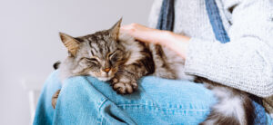 Кошка ест корм для котенка. Что делать?