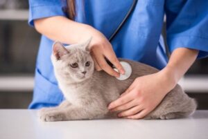 Почему кошку трясет: причины, симптомы и как помочь питомцу