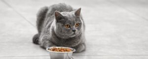 Как правильно кормить кошку сухим кормом?