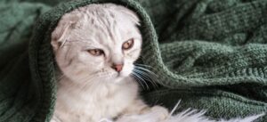 Почему кастрированный кот метит?