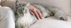 Корм для кошек Award. Обзор