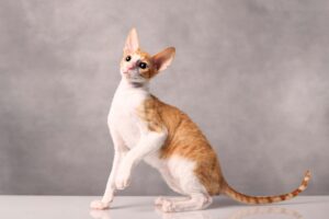Какую траву едят кошки?